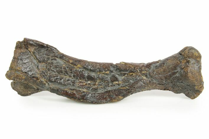 Fossil Ornithopod Dinosaur (Dryosaurus?) Metatarsal - Wyoming #367586